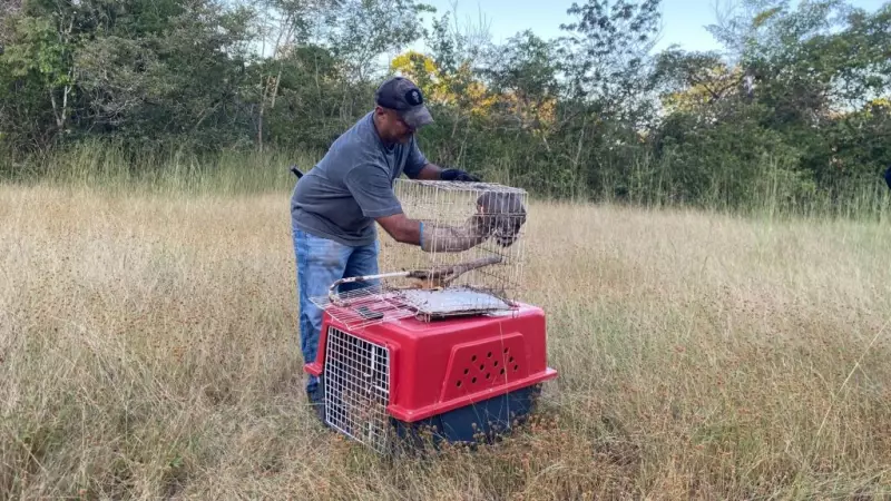 50 animais silvestres resgatados no Piauí são devolvidos à natureza em ação de preservação ambiental