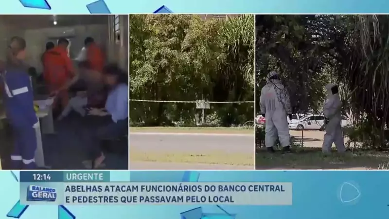 Abelhas atacam funcionários e pedestres no Banco Central em Brasília: saiba o que aconteceu