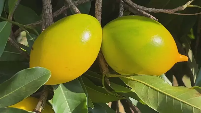 Abiu: Conheça a fruta de polpa doce e suculenta que conquista paladares