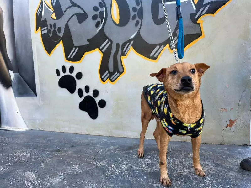Abrigo em Presidente Prudente arrecada cobertores e roupas para aquecer mais de 60 cães