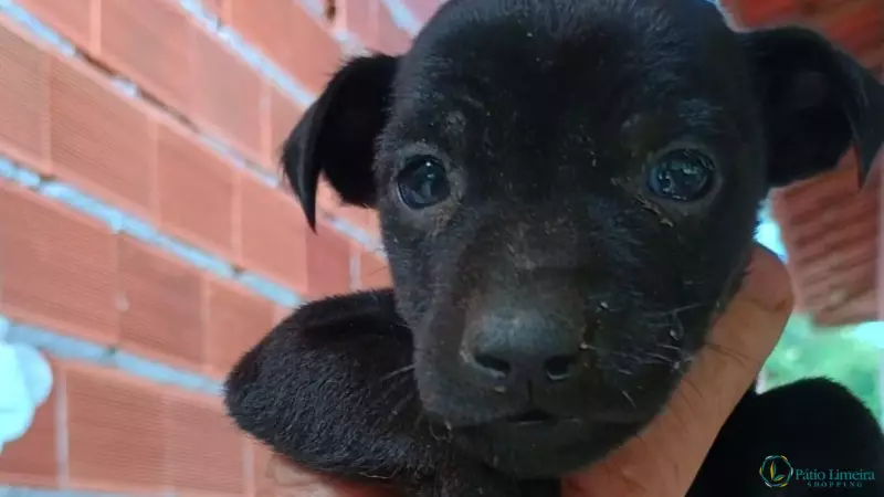 Adoção de filhotes no Pátio Limeira Shopping: um sábado cheio de amor e novas famílias