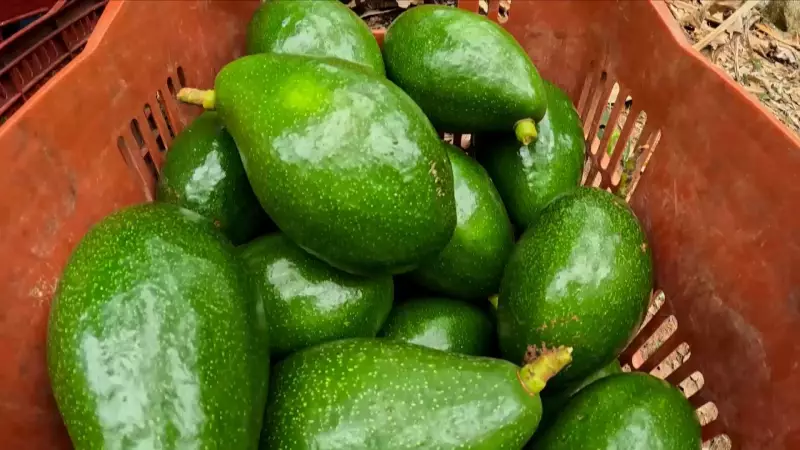 Agricultores do ES investem em variedades de abacate para colheita o ano todo