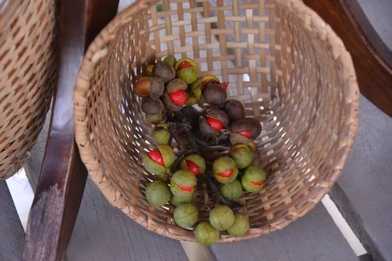 Agroextrativista transforma vida da família com coleta de frutos e sementes na Amazônia