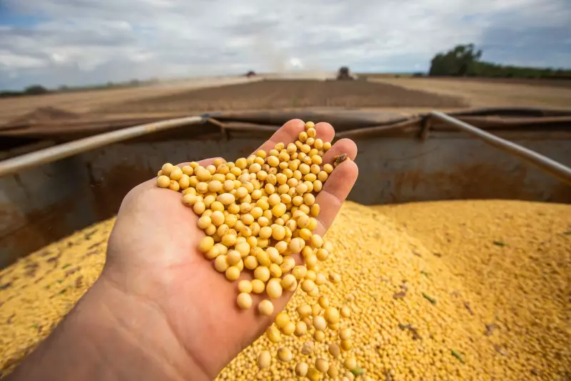 Agronegócio impulsiona crescimento do PIB brasileiro no primeiro trimestre de 2025