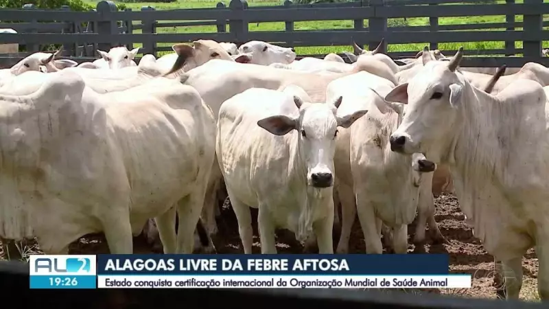 Alagoas é declarado livre de febre aftosa sem vacinação: conquista histórica para o agronegócio
