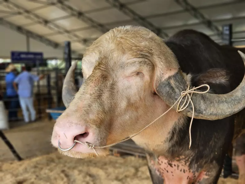 Albino raro chama atenção em feira agropecuária de Rondônia: conheça a história do búfalo criado com mamadeira