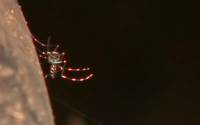Alto Tietê registra queda de quase 100% nos casos de dengue em 2025 | Dados animadores