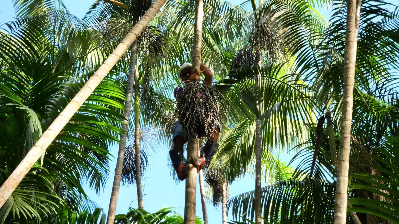 Amapá bate recorde na produção de açaí em 2024: 22 mil toneladas, segundo IBGE