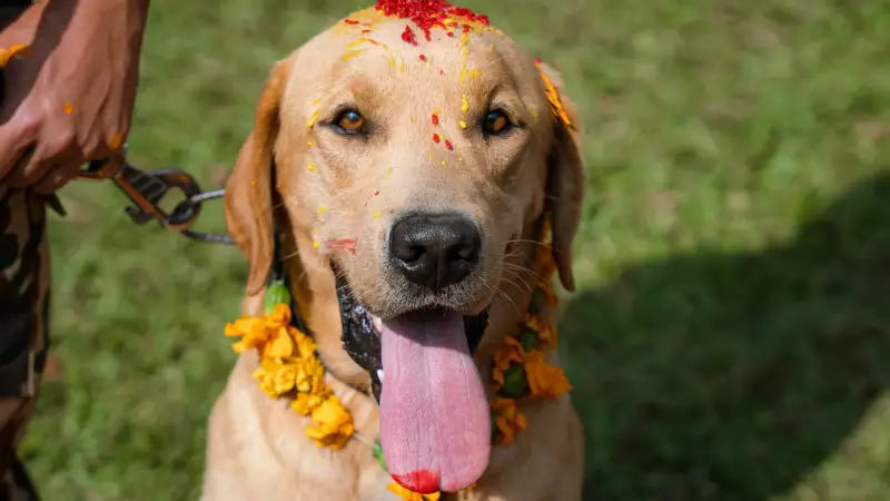 Animais sagrados: conheça as criaturas veneradas em diferentes religiões pelo mundo