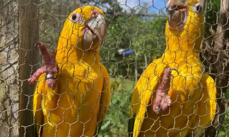 Animais silvestres em perigo: captura e domesticação ameaçam espécies na Bahia
