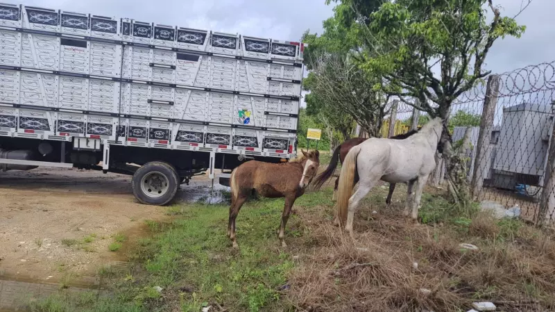 Animais soltos em rodovias de Sergipe são apreendidos: entenda o caso
