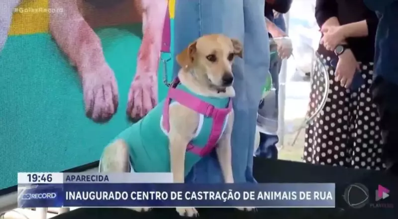 Aparecida de Goiânia inaugura centro de castração para animais de rua: avanço na proteção animal