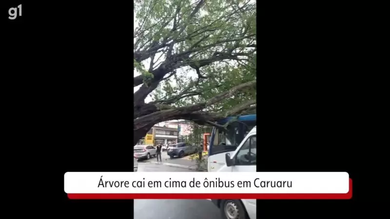 Árvore cai sobre ônibus em Caruaru: veja o vídeo do acidente