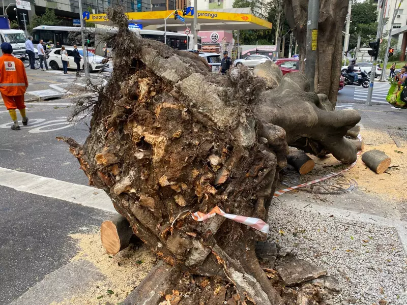 Árvore de grande porte cai e atinge carro na Zona Sul de São Paulo; veja imagens