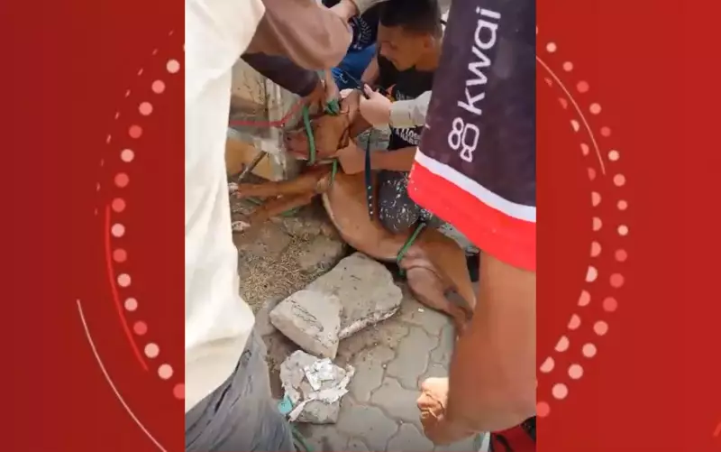 Ataques de cães na Bahia: o que está por trás do aumento de casos e como se proteger