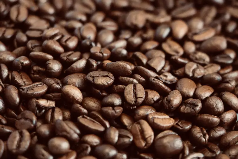 Bahia se destaca como maior produtor de café do Nordeste: conheça os motivos