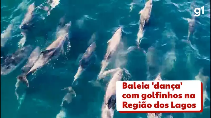 Baleia e golfinhos surpreendem com dança encantadora na Região dos Lagos — Assista ao vídeo!