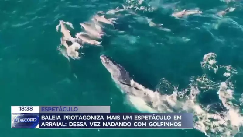 Baleia jubarte e golfinhos encantam moradores em Arraial do Cabo, RJ