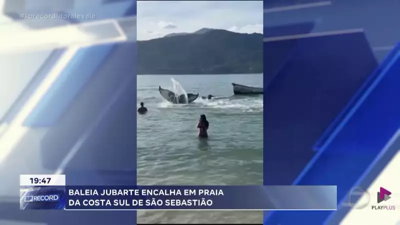 Baleia jubarte encalha em praia de São Sebastião, SP: veja imagens e saiba como ajudou a salvação