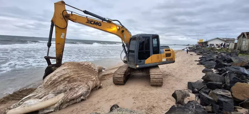 Baleia Jubarte Encontrada Morta em Praia de SC: Primeiro Encalhe da Temporada