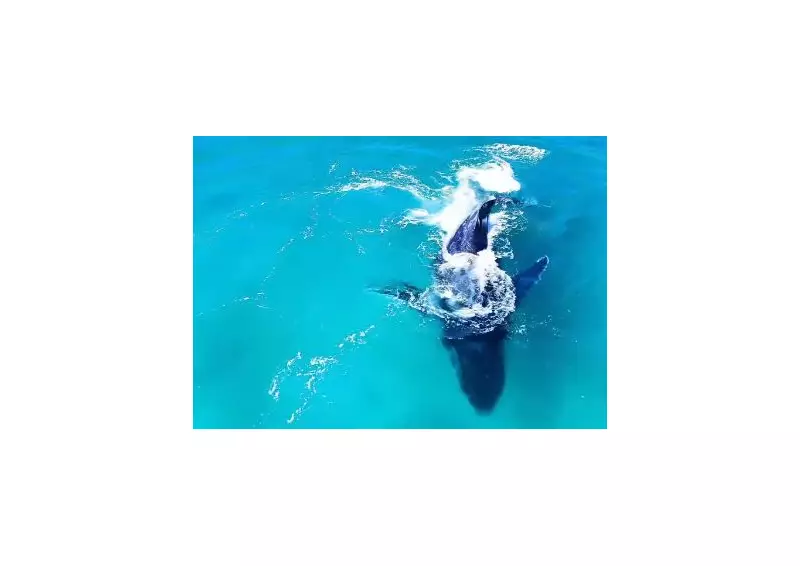 Baleia jubarte surpreende banhistas em Arraial do Cabo: veja o vídeo impressionante!