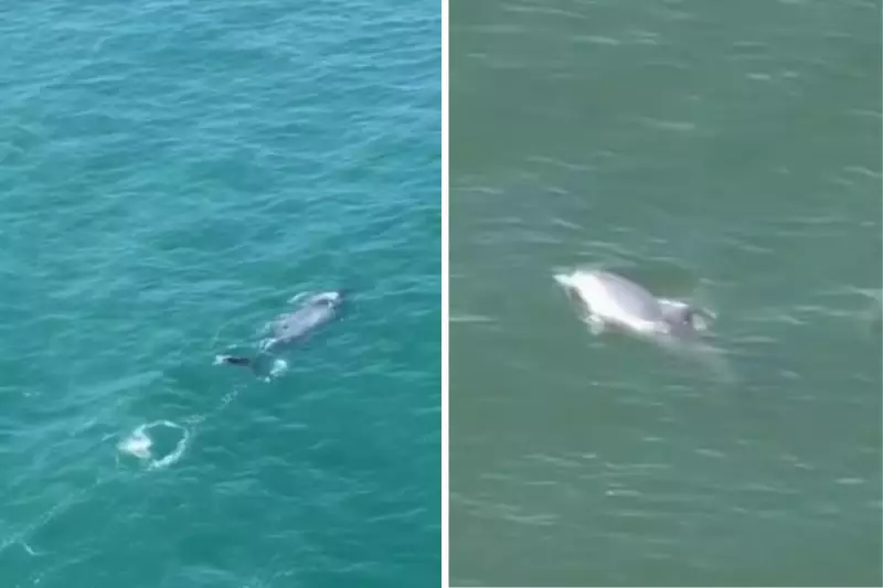 Baleias jubarte, golfinhos e toninhas encantam pesquisadores em sobrevoo no litoral do Paraná
