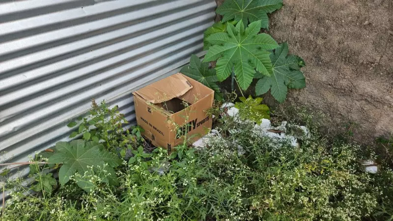 Bebê recém-nascido é encontrado em caixa de papelão com placenta em MG