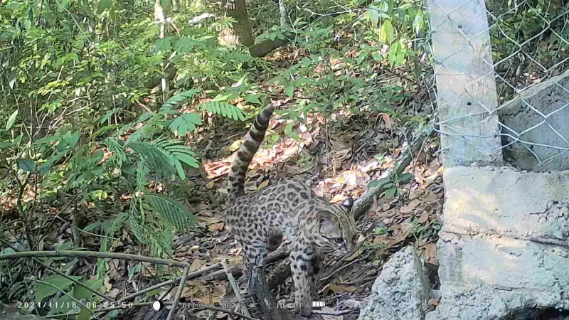Biodiversidade na Serra dos Cocais: Como a Vida Resiste aos Incêndios em SP