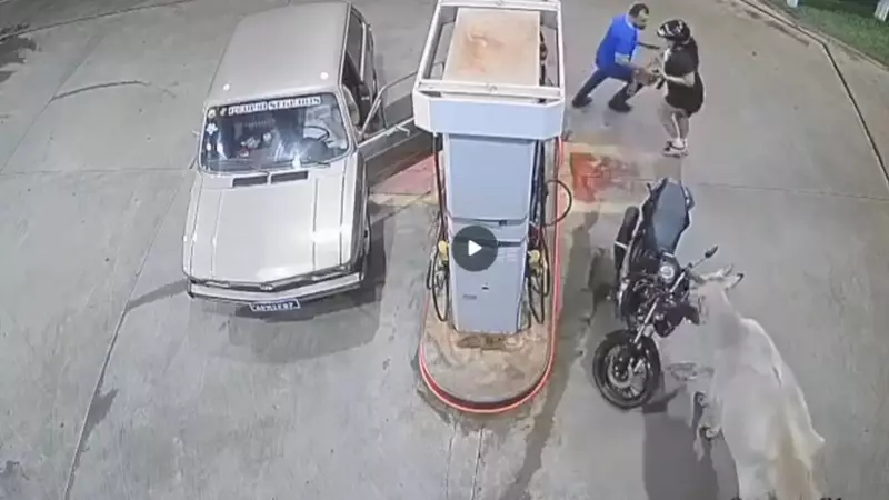 Boi Nelore causa caos em posto de combustíveis em Iturama: moto derrubada e perseguição por cachorro