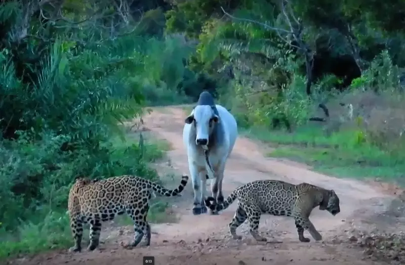 Boi Nelore enfrenta casal de onças-pintadas no Pantanal em cena impressionante