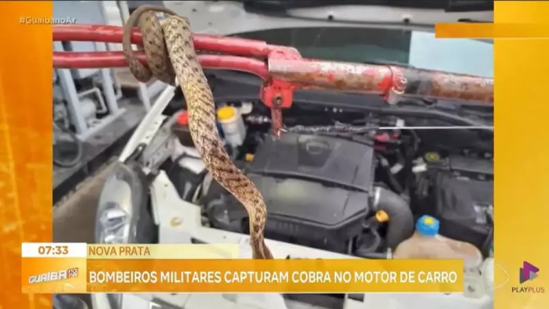 Bombeiros realizam resgate inusitado: cobra encontrada no motor de carro na Serra Gaúcha