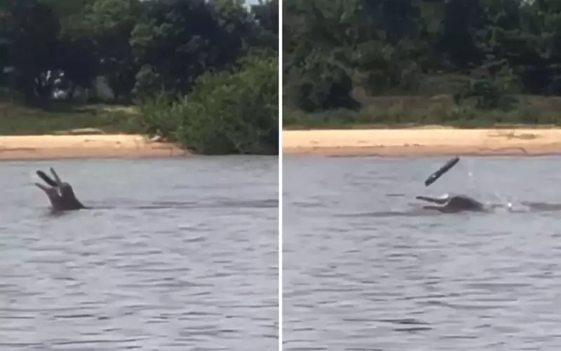 Boto encanta ao brincar com pedaço de madeira no Rio Araguaia; assista ao vídeo