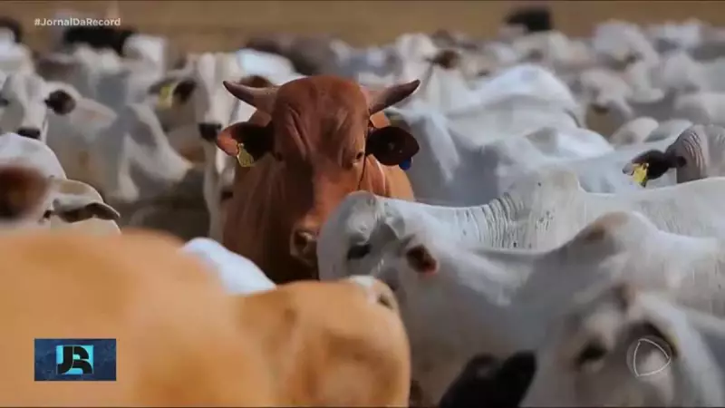 Brasil é declarado livre da febre aftosa sem vacinação pela OIE: um marco para o agronegócio
