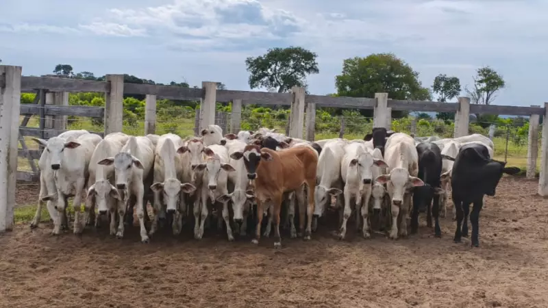 Brasil é reconhecido como livre de febre aftosa sem vacinação pela OIE