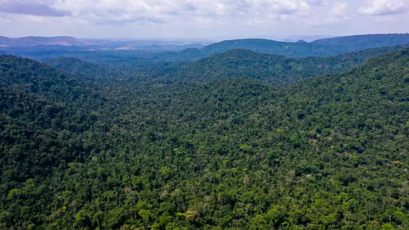 Brasil libera 450 mil hectares de florestas para manejo sustentável de madeira