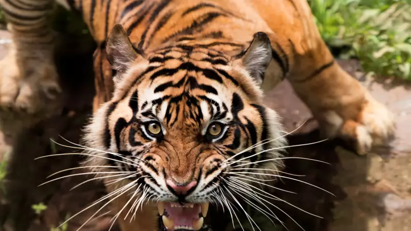 Brasil surpreende na lista dos países com os animais mais perigosos do mundo