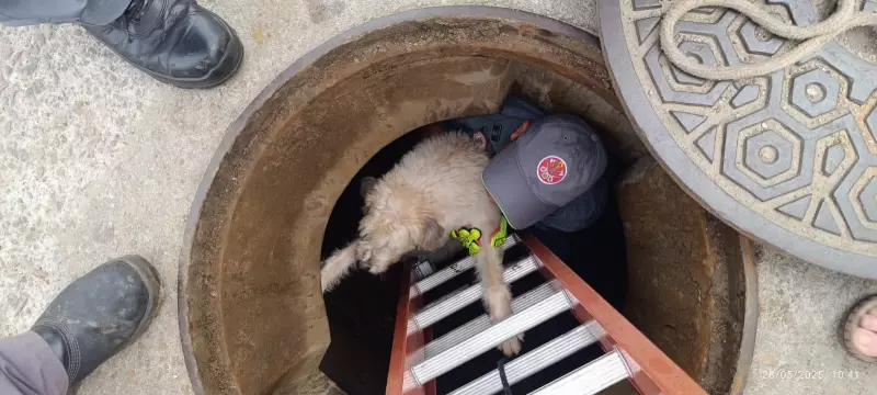 Cachorra cega é resgatada por bombeiros após cair em bueiro em Caraguatatuba - SP