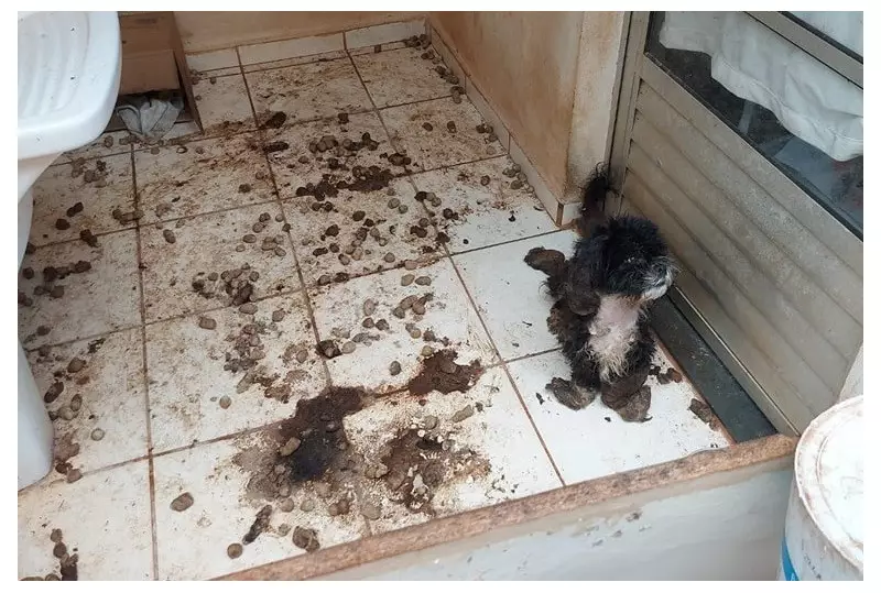 Cachorra é resgatada após sofrer maus-tratos em Taquarituba: veja detalhes