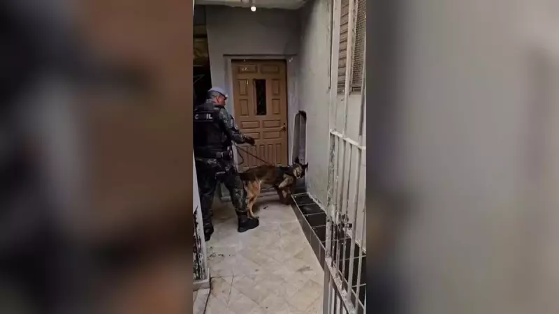 Cachorra policial interrompe patrulha e encontra cofre do tráfico em SP — veja o vídeo!