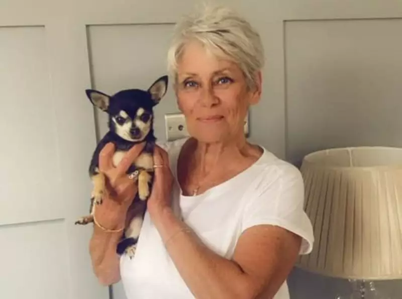 Cachorrinha desaparecida é reencontrada após 5 anos: emocionante reunião com família