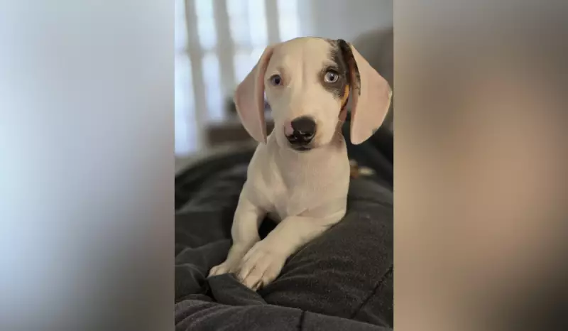 Cachorrinha surda viraliza ao ser flagrada dormindo dentro de saco de recicláveis no interior de SP