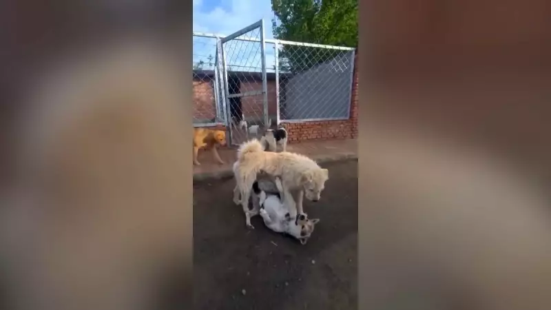 Cachorrinho vira autoridade suprema e acaba briga entre cães maiores com um gesto simples
