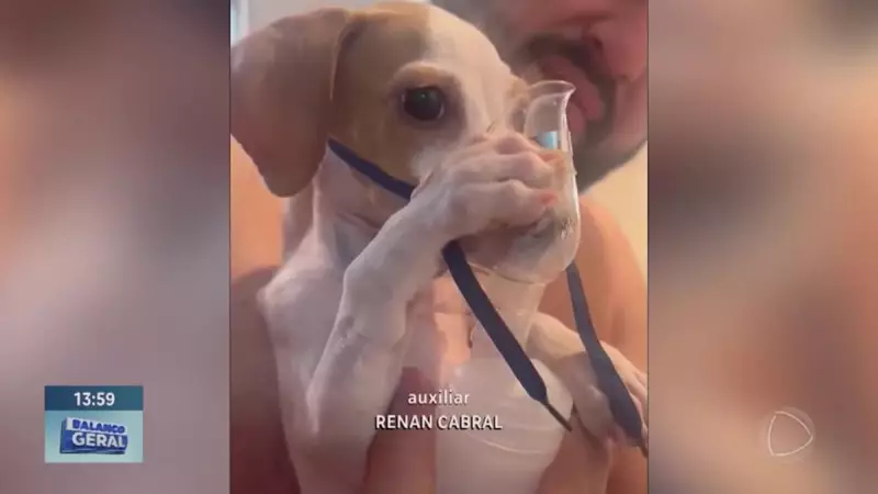 Cachorrinho viraliza ao ser resgatado segurando inalador com as patinhas — veja o vídeo!