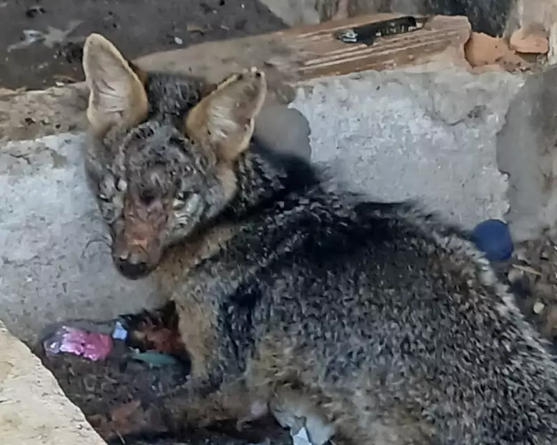 Cachorro-do-mato é resgatado com ferimentos graves pela Guarda Municipal de BH