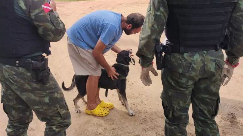 Cachorro é atacado por jararaca no Instituto Evandro Chagas, em Belém: saiba como agir em casos assim