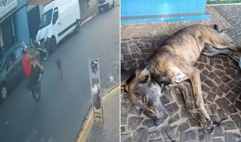 Cachorro é atropelado por motociclista que empinava moto em avenida de São Carlos; veja o vídeo