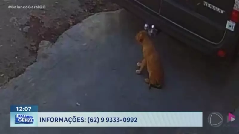 Cachorro é levado por homem no Setor Finsocial em Goiânia: família desesperada busca ajuda