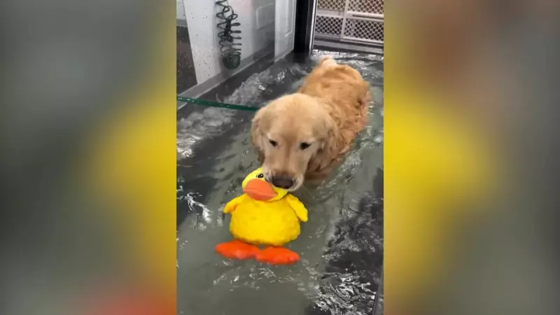 Cachorro vira sensação na internet ao mostrar determinação em sessão de fisioterapia