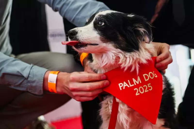Cadelinha Panda rouba a cena e vence o prêmio Palm Dog no Festival de Cannes