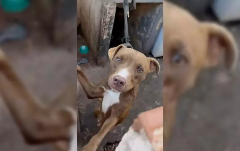 Cães resgatados em Lençóis Paulista: tutor preso por maus-tratos e condições cruéis